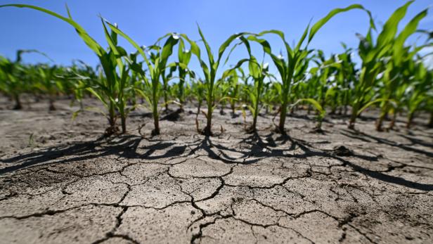++ THEMENBILD ++ HITZE / TROCKENHEIT / DÜRRE / KLIMAWANDEL