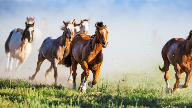 Vor etwa 5.000 Jahren ritten Menschen erstmals auf Pferden
