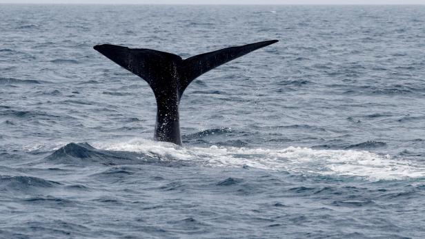 FILE PHOTO: The fluke of a sperm whale sticks out of the sea as it dives in the sea near Rausu