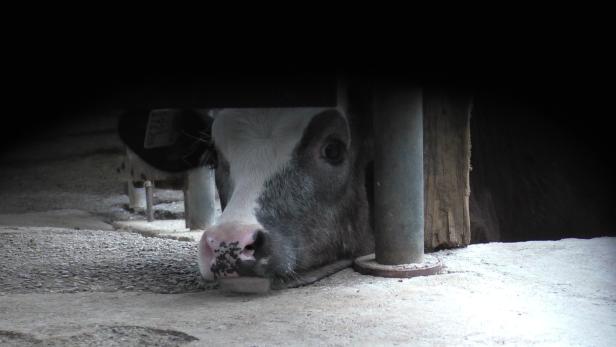 Tiertransporte: "Rinder werden einfach über Bord geworfen"