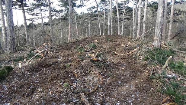Holzverkauf hinterließ tiefe Spuren im Perchtoldsdorfer Wald