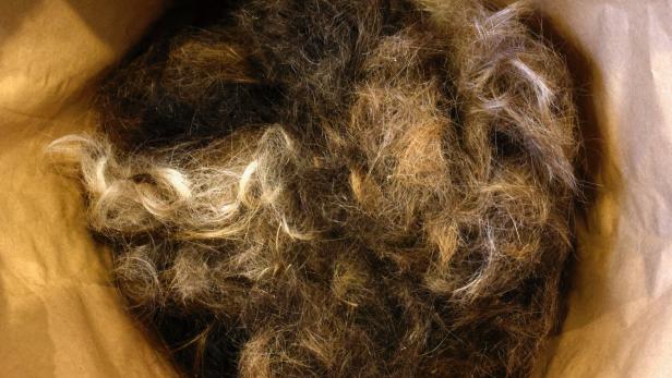 Human hair recycled to clean waterways in Belgium Mädchen aß eigene Haare bis es operiert werden musste