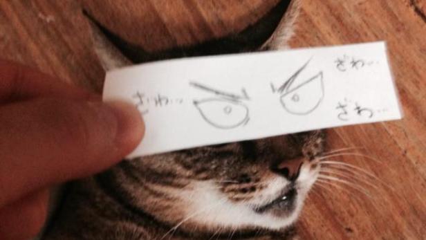 Katze, zeig mir deine Cartoon-Augen