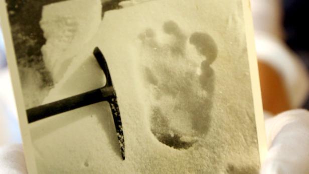 Forscher wollen Yeti gefunden haben