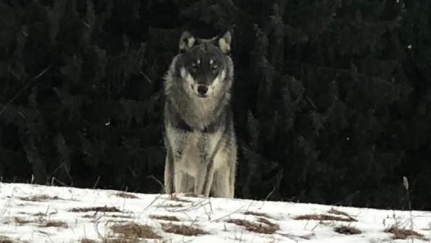 Land Oberösterreich stellt neue Wolf-Maßnahmen vor