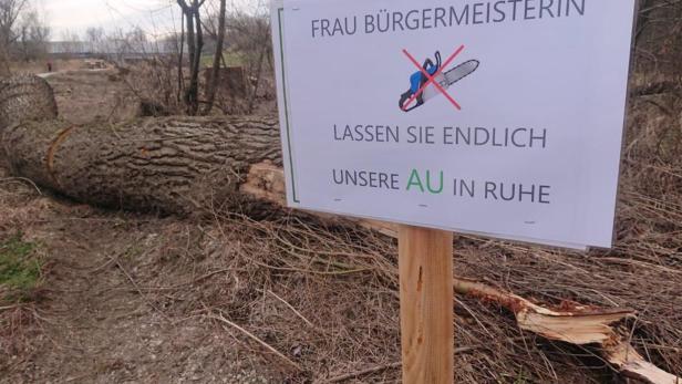 Stockerau: EU-Kommission prüft Schlägerungen im Auwald
