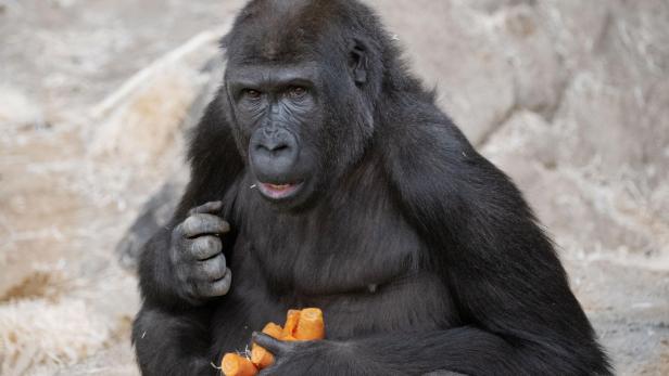 Gorilladame "Gaika" wird neun Jahre alt: Erdnussfrühstück zum Geburtstag