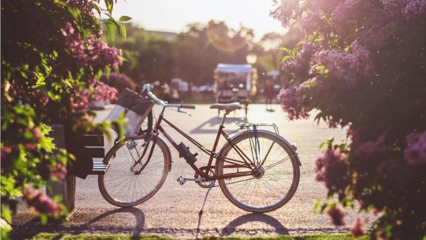 Fahrrad im Gegenlicht der Abendsonne vor blühendem Flieder.