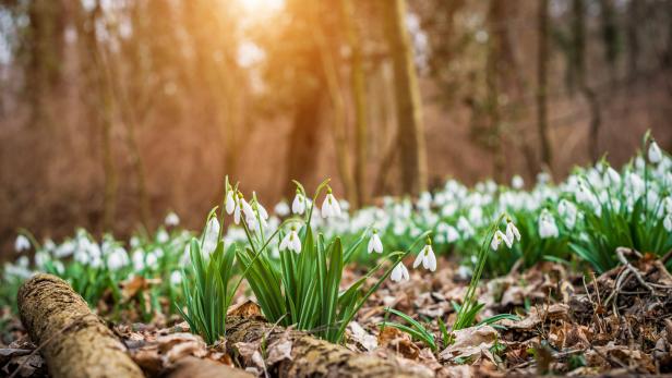 Schneeglöckchen blühen im Wald im warmen Licht der Sonne.
