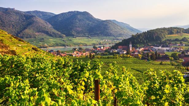Vineyards near Spitz, Wachau valley, Austria