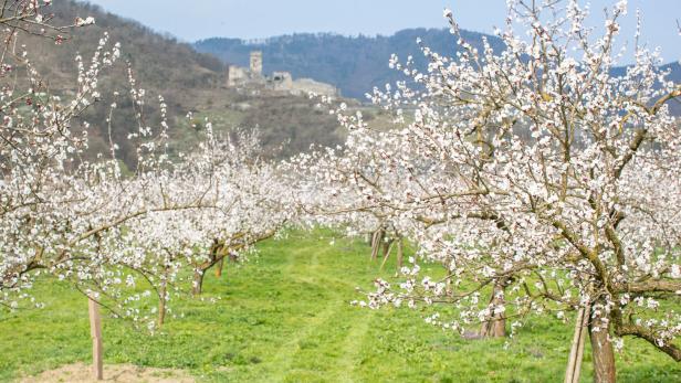 Frühlingsausflug: Die Wachauer Marillenbäume sind bald in Vollblüte