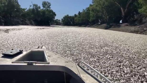 Millionen tote Fische verstopfen Fluss