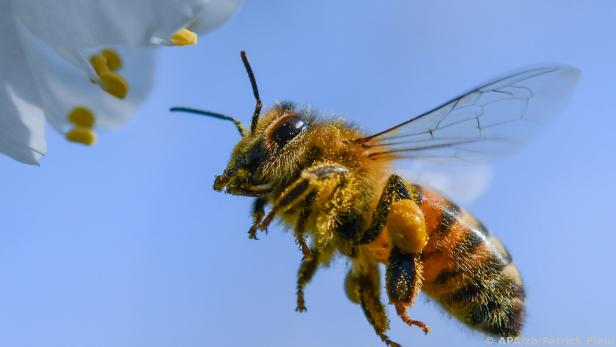 Der Schwänzeltanz der Honigbienen enthält mehr Informationen als gedacht
