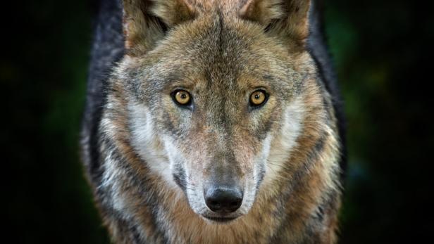 Neunter Wolf in Kärnten legal abgeschossen
