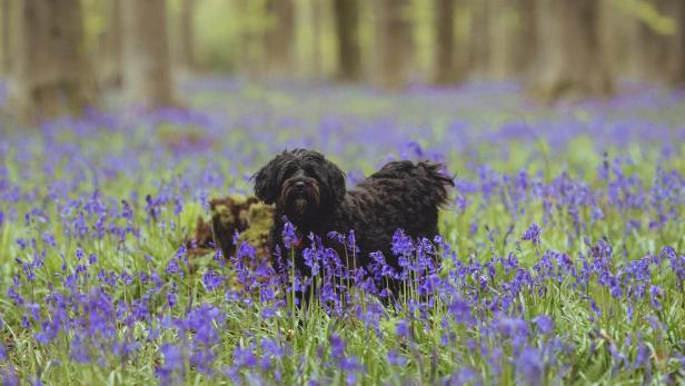 Winchesters berühmte Hasenglöckchen.