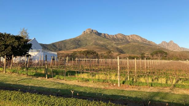 Am Kap der guten Weine: Südafrikas Geheimwaffe namens Pinotage