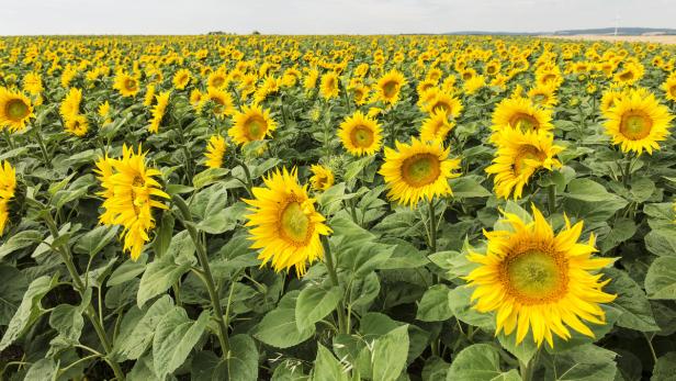 Seit 2000 sind Erträge bei Sonnenblumen um 24 Prozent gestiegen.