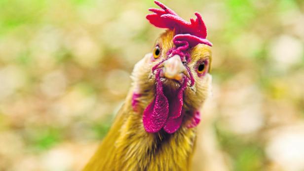 Unterschätzt: Warum Hühner weder dumm noch blind sind