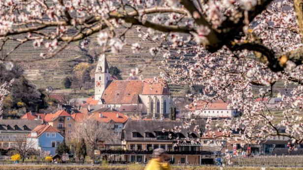 Apricot tree with biker against church in Spitz village, Wachau valley, Austria