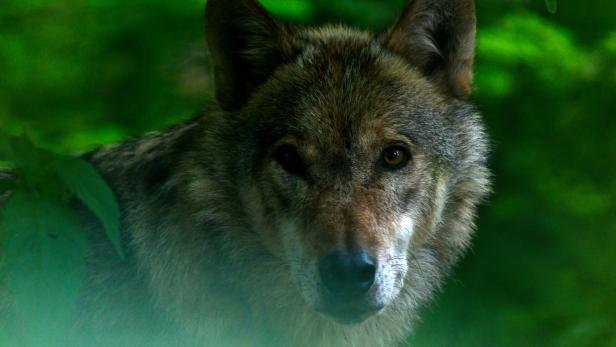Diskussionsrunde in Oberösterreich: Mit starker Emotion gegen den Wolf