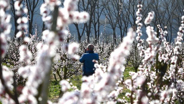 Wege durch die Wachau: Marillenbäume stehen bald in voller Blüte