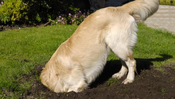 Ohne Aufsicht: Der Hund nutzt jede Gelegenheit, um umzugraben