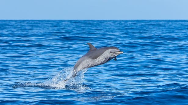 Ein Delfin springt aus dem blauen Wasser.