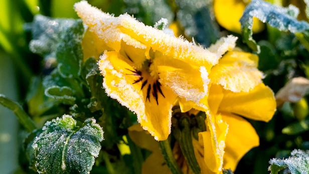 Eisheilige: Frost und Kälte vor dem Sommer