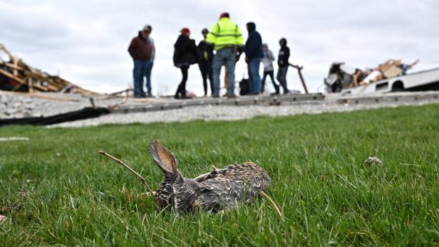 Ein toter Hase liegt im Gras; im Hintergrund stehen Menschen vor Trümmern.