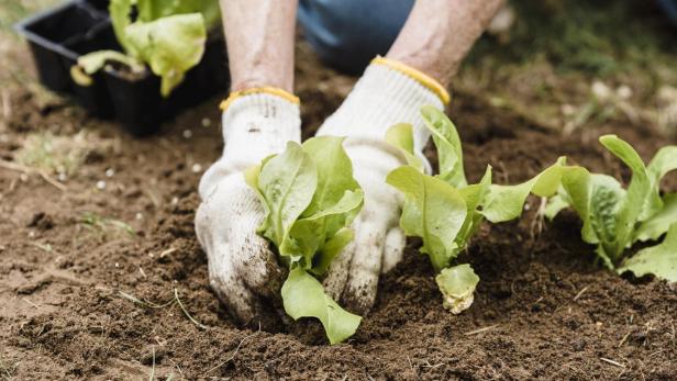 Eine Person pflanzt Salatsetzlinge in einen Garten.
