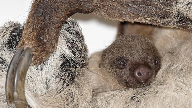 Ein Faultierbaby kuschelt sich an seine Mutter.