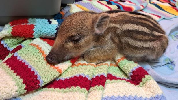 Hilfe für Wildtiere: Frischling Siegmund und seine wilden Freunde