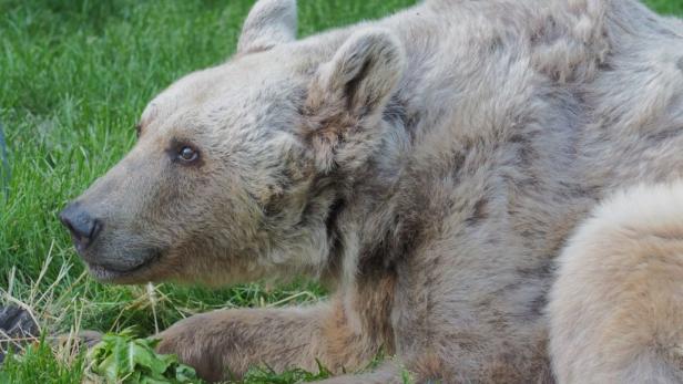 Ehemaliger Zirkusbär im Waldviertler Bärenwald gestorben