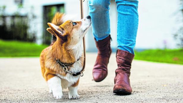 dog training: corgi puppy on a leash from a woman