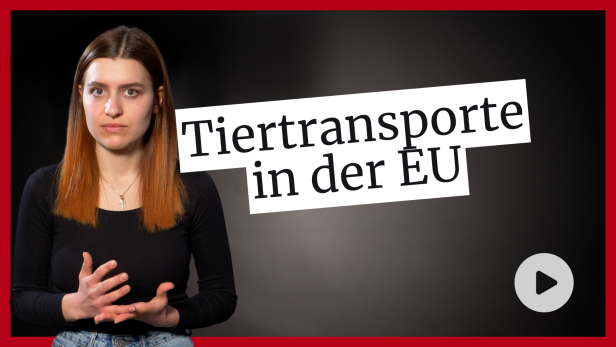 Verbot von Lebendtiertransporte an Drittstaaten?