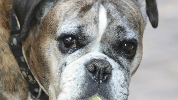 Ein Boxer hält einen Tennisball im Maul.