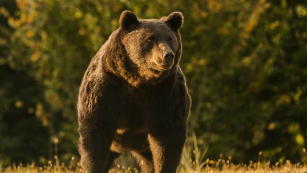 Toter Jogger durch Bärenangriff: "Das musste ja so kommen!"