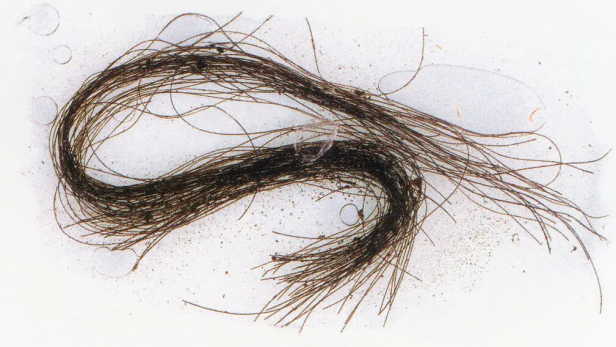 Alte menschliche Haarsträhnen, die in einer Grabstätte auf der Insel Menorca gefunden wurden, enthielten Spuren von Alkaloidsubstanzen, von denen bekannt ist, dass sie veränderte Bewusstseinszustände hervorrufen.