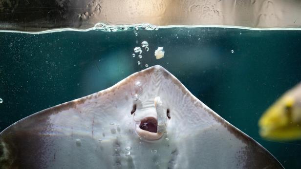 Rundgang im Tropen-Aquarium Hagenbeck