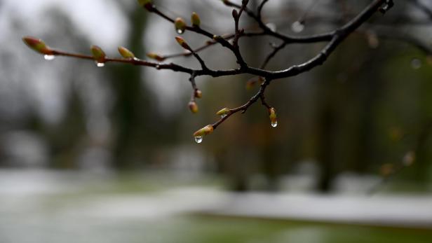 Zarte Knospen an einem Zweig mit Regentropfen.