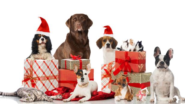 Weihnachtsgeschenke für Haustiere