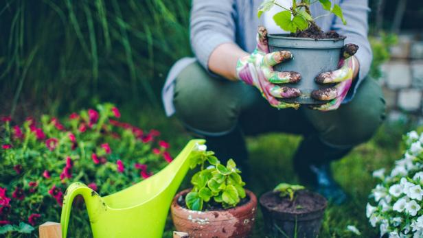 Wehrhafte Pflanzen: Welche Arten besonders giftig sind