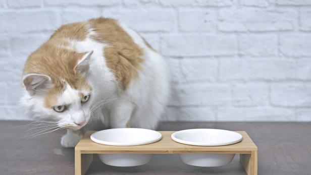 Tiercoach: Was bei der Ernährung von Katzen zu beachten ist