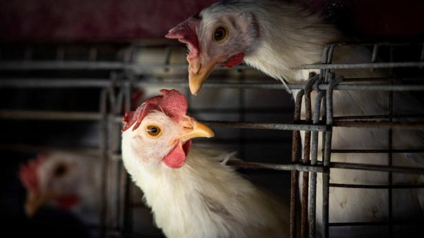 Erster Todesfall durch Vogelgrippe-Virus H3N8 in China