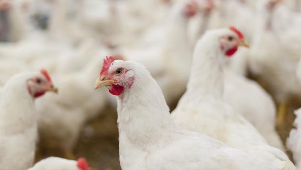 Fleischkonsum steigt: Menschen essen jeden Tag 200 Millionen Hühner