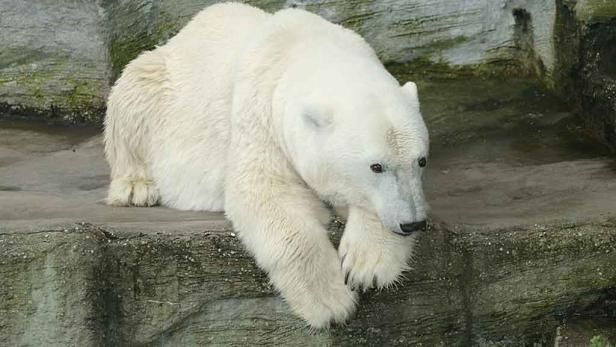 Eisbärin Tania übersiedelte nach Ungarn