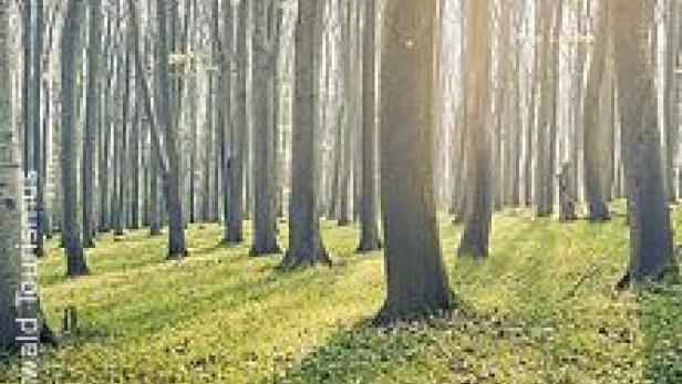 Bundesforste: 100 Millionen Euro für den Wald der Zukunft