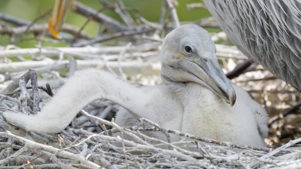 Drei seltene Pelikan-Küken im Schönbrunner Tiergarten geschlüpft