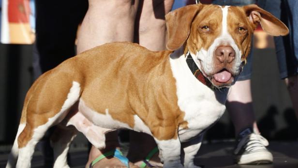 epa03754946 Walle, the beagle, bassett hound, and boxer mix, on stage during the 25th Anniversary World&#039;s Ugliest Dog Contest in Petaluma, California USA 21, June 2013. Walle, and his owner, received 1,500 US dollar (1,143 euro) cash plus a trophy and will appear on several television shows in the coming week. EPA/MONICA M. DAVEY