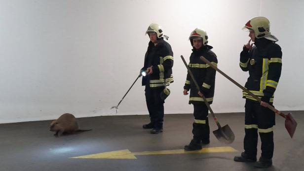Tierischer Einsatz: Feuerwehr eskortierte Biber aus Tiefgarage
